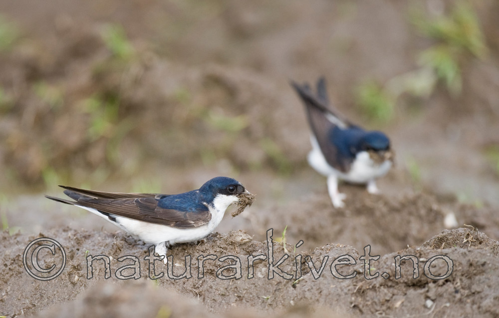 BB 11 0332 / Delichon urbicum / Taksvale