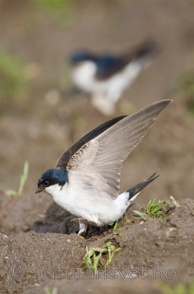 BB 11 0335 / Delichon urbicum / Taksvale