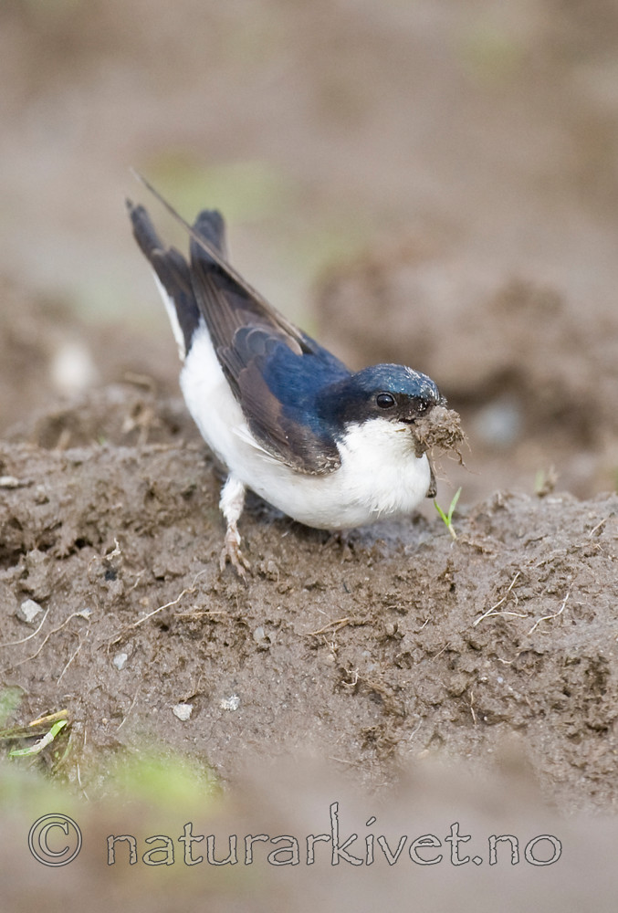 BB 11 0336 / Delichon urbicum / Taksvale