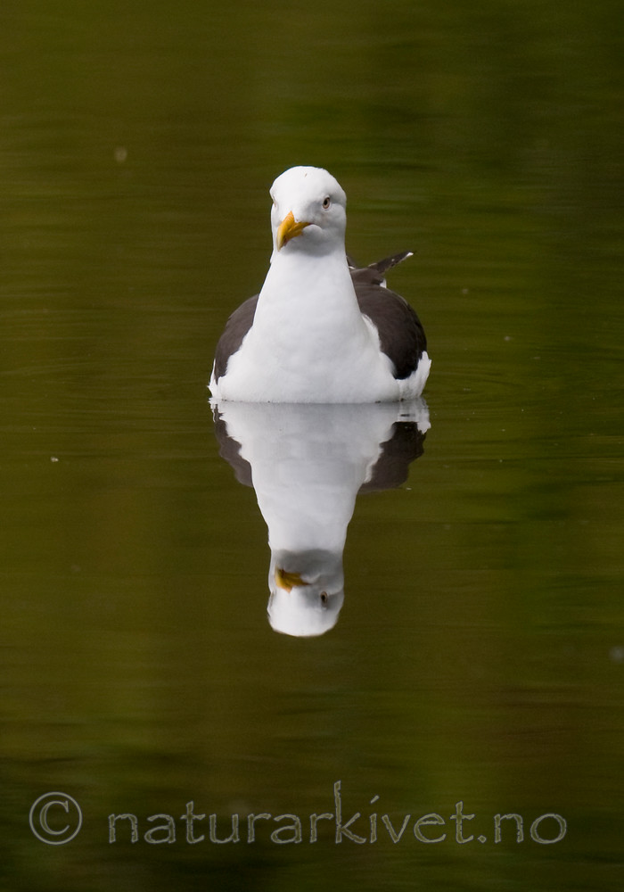 BB 11 0339 / Larus fuscus / Sildemåke