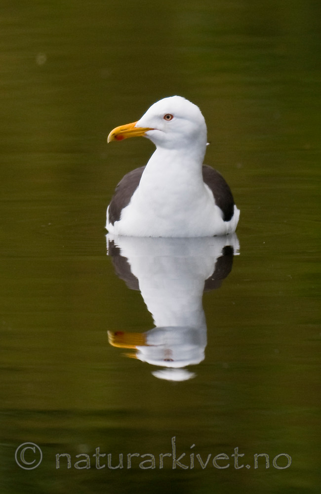 BB 11 0340 / Larus fuscus / Sildemåke