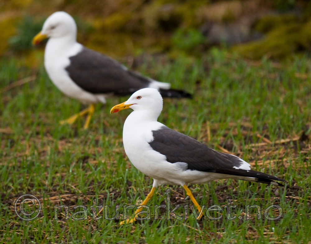 BB 11 0341 / Larus fuscus / Sildemåke
