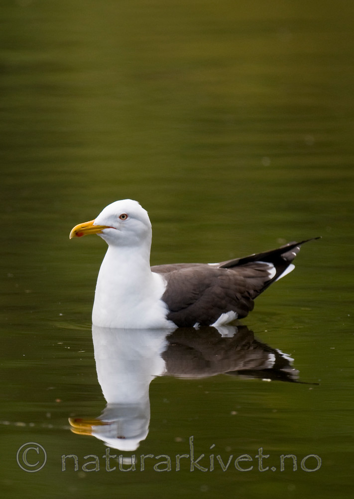 BB 11 0342 / Larus fuscus / Sildemåke