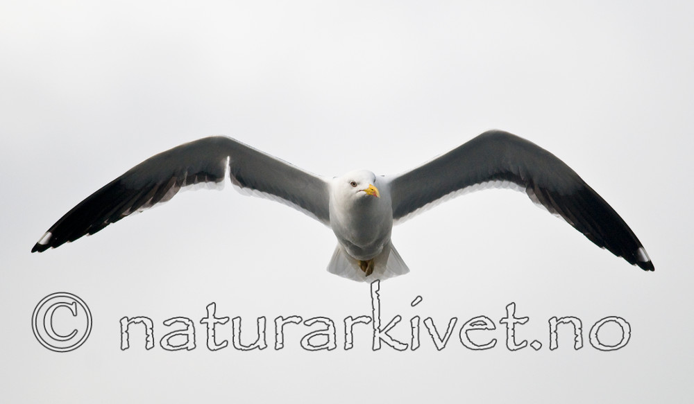 BB 11 0344 / Larus fuscus / Sildemåke