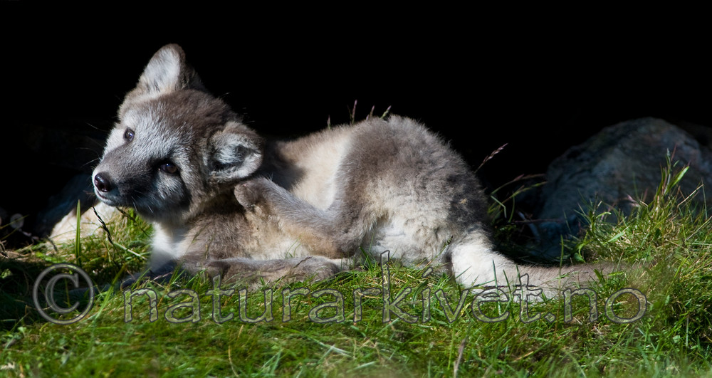 BB 11 0347 / Vulpes lagopus / Fjellrev