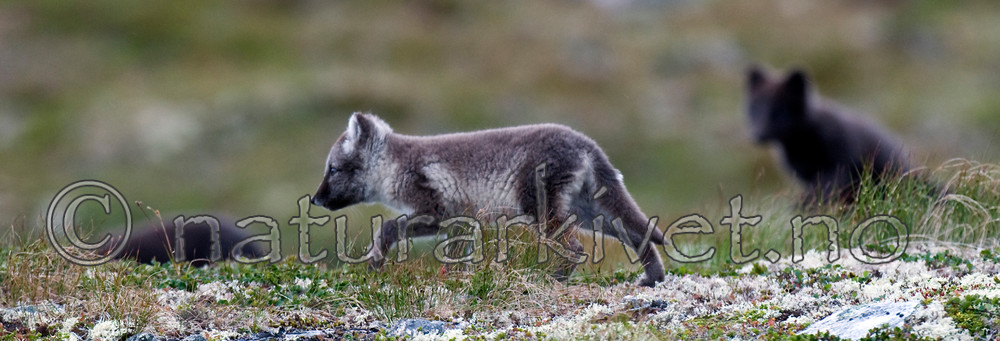 BB 11 0350 / Vulpes lagopus / Fjellrev