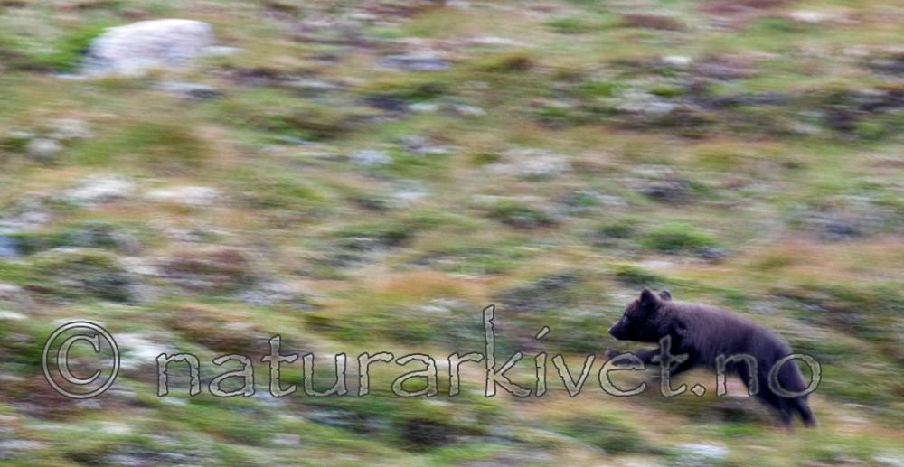 BB 11 0351 / Vulpes lagopus / Fjellrev