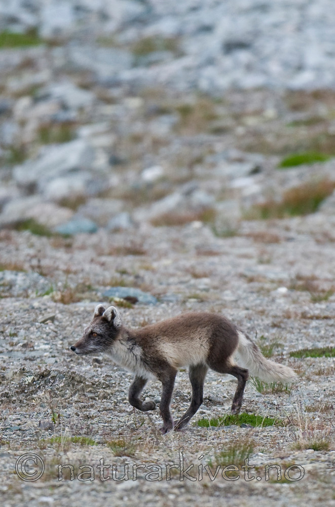 BB 11 0352 / Vulpes lagopus / Fjellrev