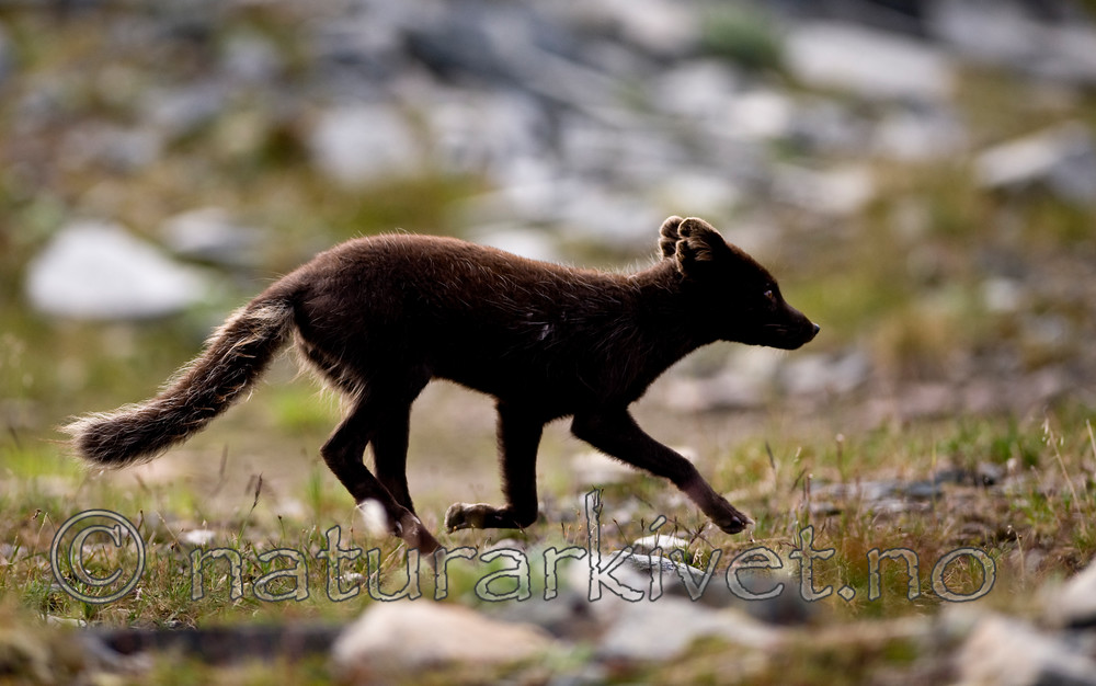 BB 11 0356 / Vulpes lagopus / Fjellrev