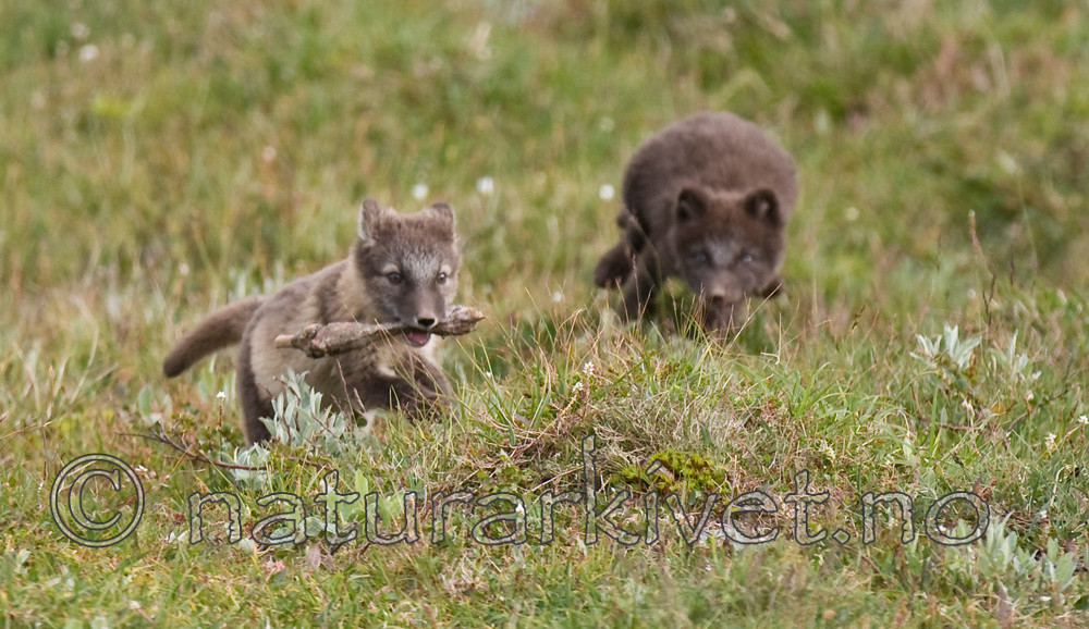 BB 11 0358 / Vulpes lagopus / Fjellrev