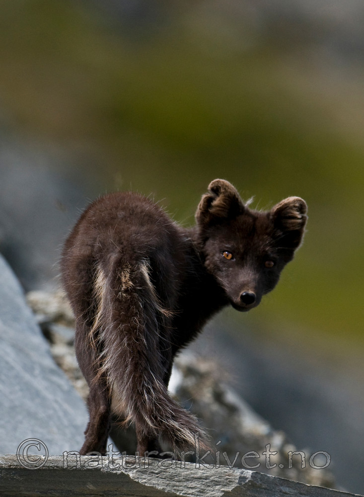 BB 11 0359 / Vulpes lagopus / Fjellrev