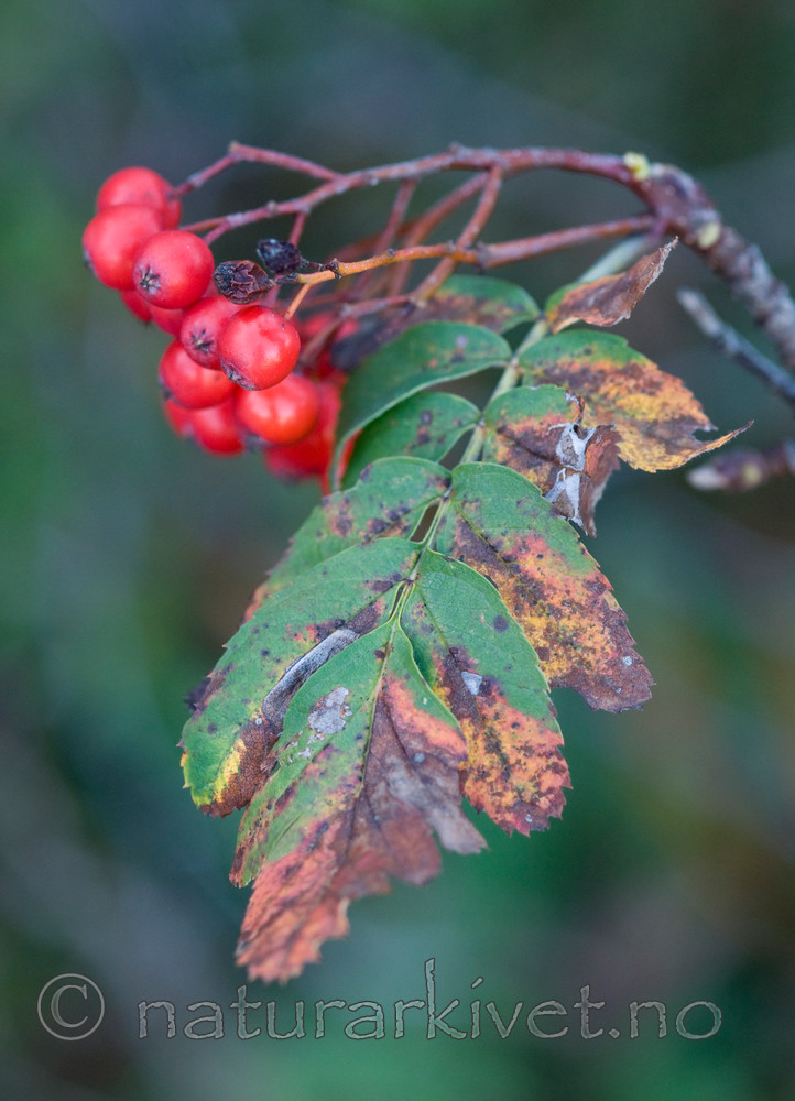 BB 11 0360 / Sorbus meinichii / Fagerrogn