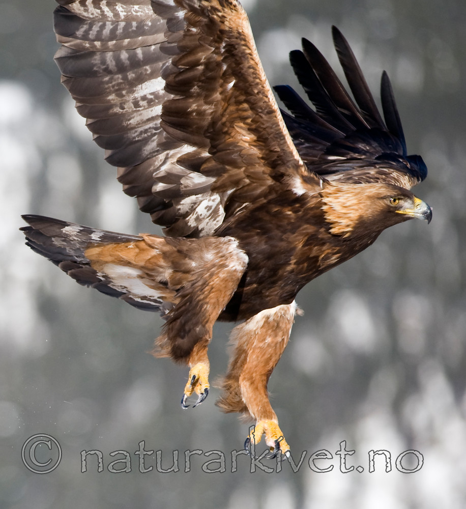 BB 11 0361 / Aquila chrysaetos / Kongeørn