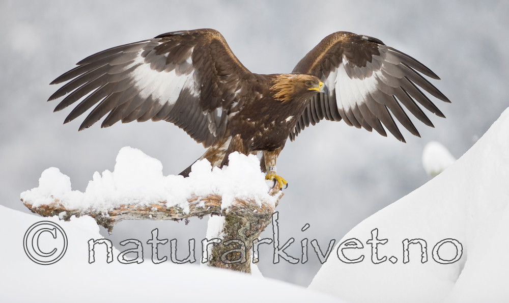 BB 11 0362 / Aquila chrysaetos / Kongeørn