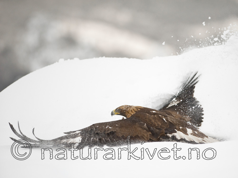 BB 11 0364 / Aquila chrysaetos / Kongeørn