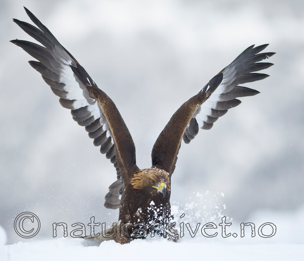 BB 11 0365 / Aquila chrysaetos / Kongeørn