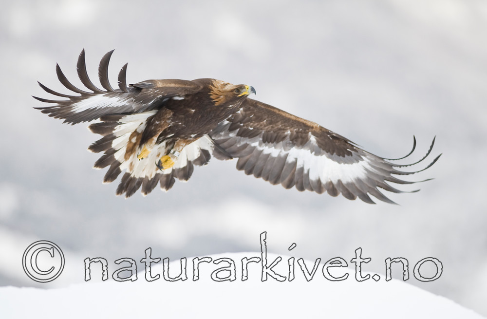BB 11 0366 / Aquila chrysaetos / Kongeørn