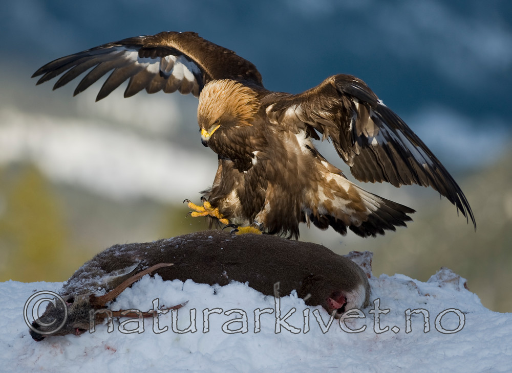 BB 11 0369 / Aquila chrysaetos / Kongeørn <br /> Capreolus capreolus / Rådyr