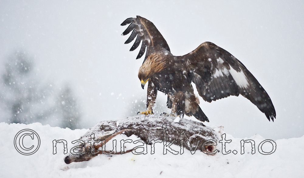 BB 11 0370 / Aquila chrysaetos / Kongeørn <br /> Capreolus capreolus / Rådyr