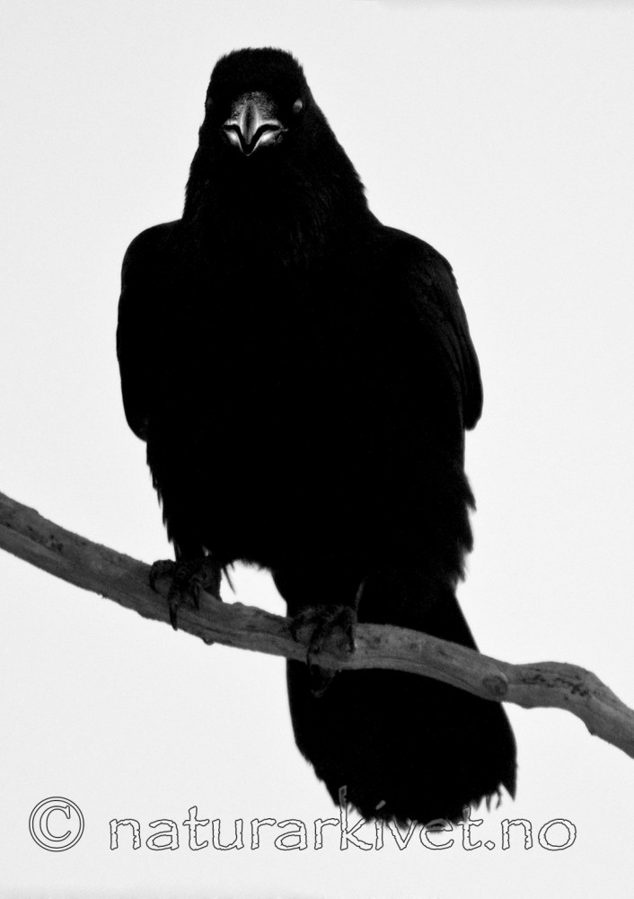 BB 11 0371 / Corvus corax / Ravn