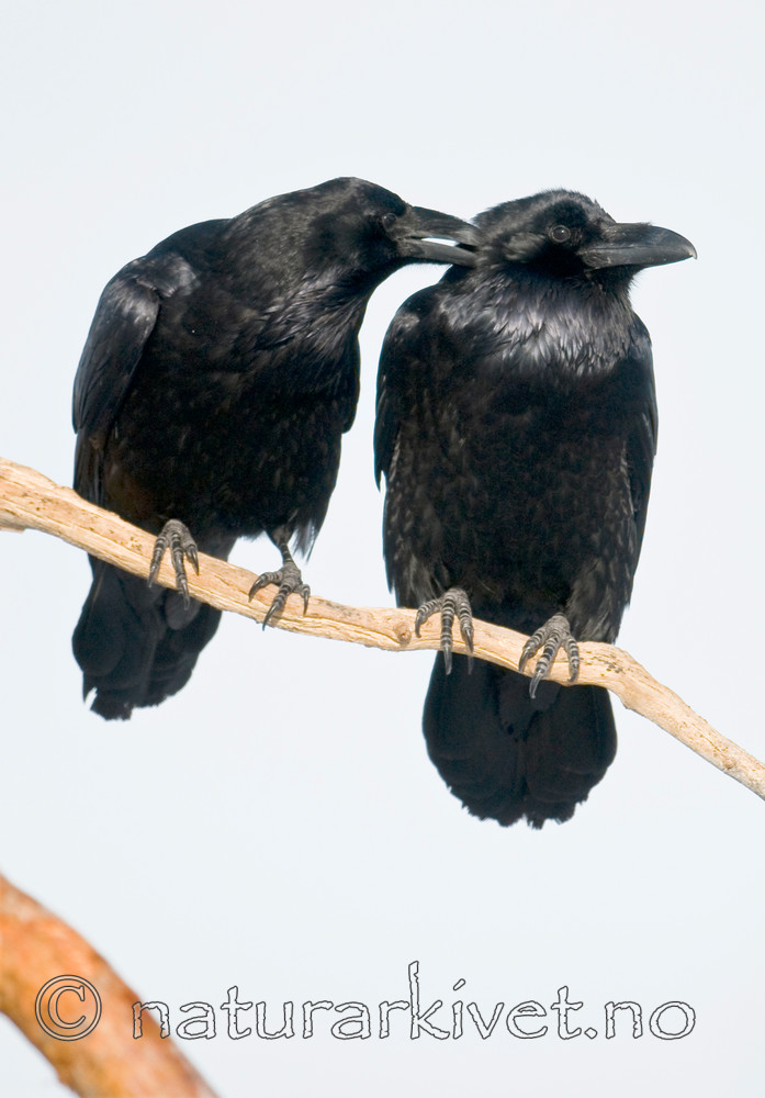 BB 11 0372 / Corvus corax / Ravn