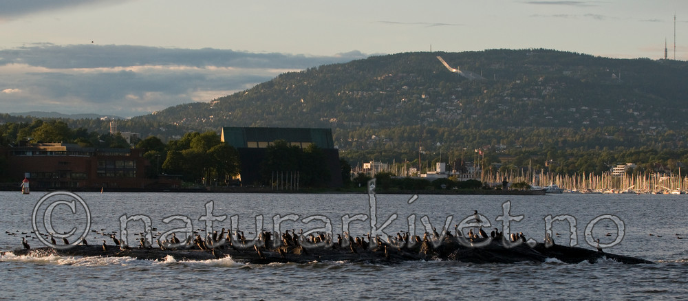 BB 11 0378 / Phalacrocorax carbo / Storskarv