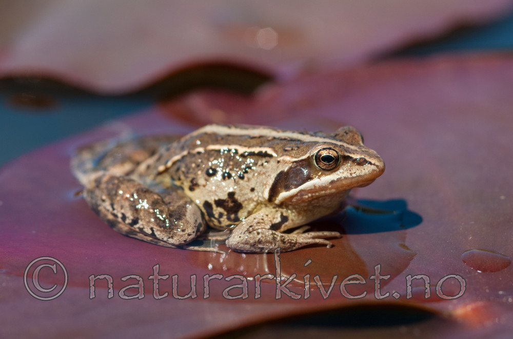 BB 11 0381 / Rana arvalis / Spissnutefrosk