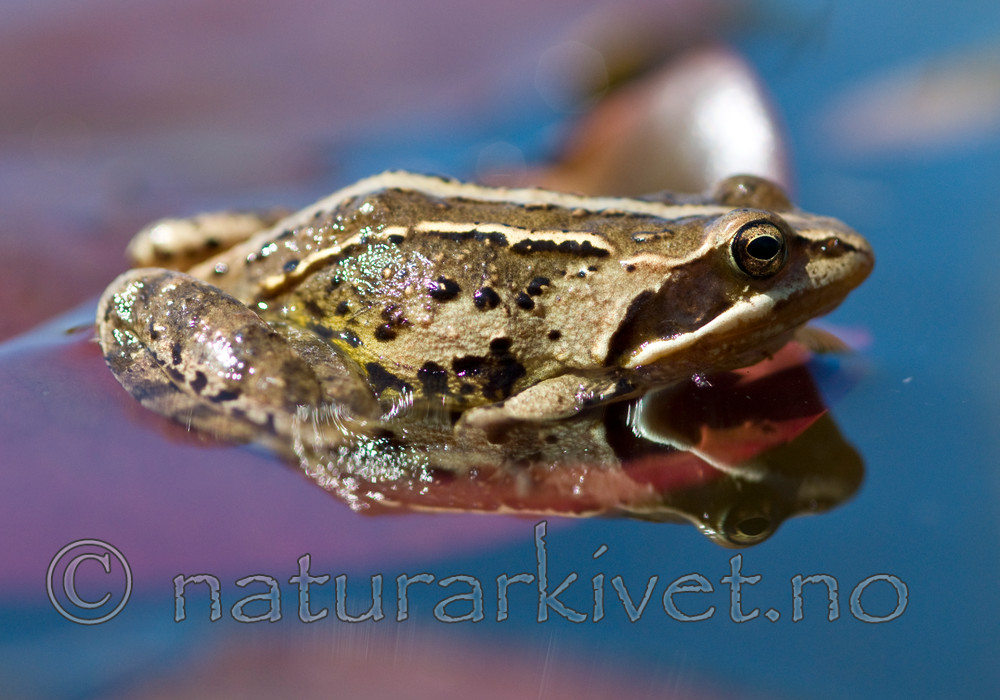 BB 11 0383 / Rana arvalis / Spissnutefrosk