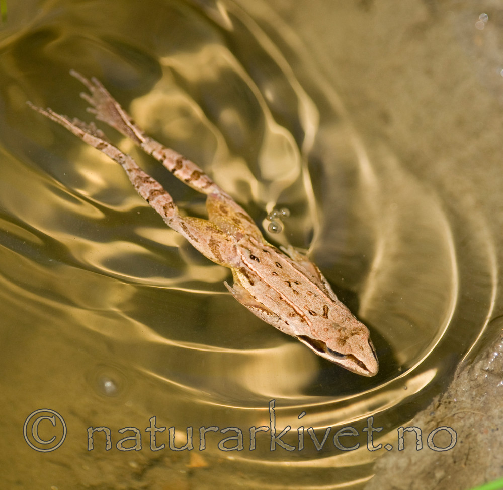 BB 11 0386 / Rana arvalis / Spissnutefrosk