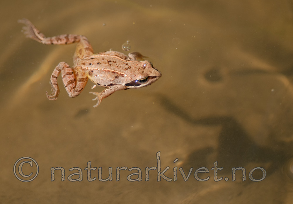 BB 11 0388 / Rana arvalis / Spissnutefrosk