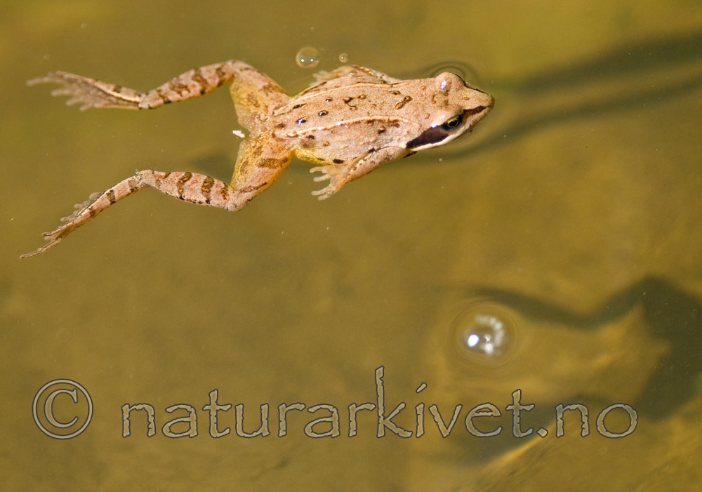BB 11 0389 / Rana arvalis / Spissnutefrosk
