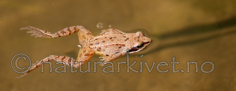 BB 11 0391 / Rana arvalis / Spissnutefrosk