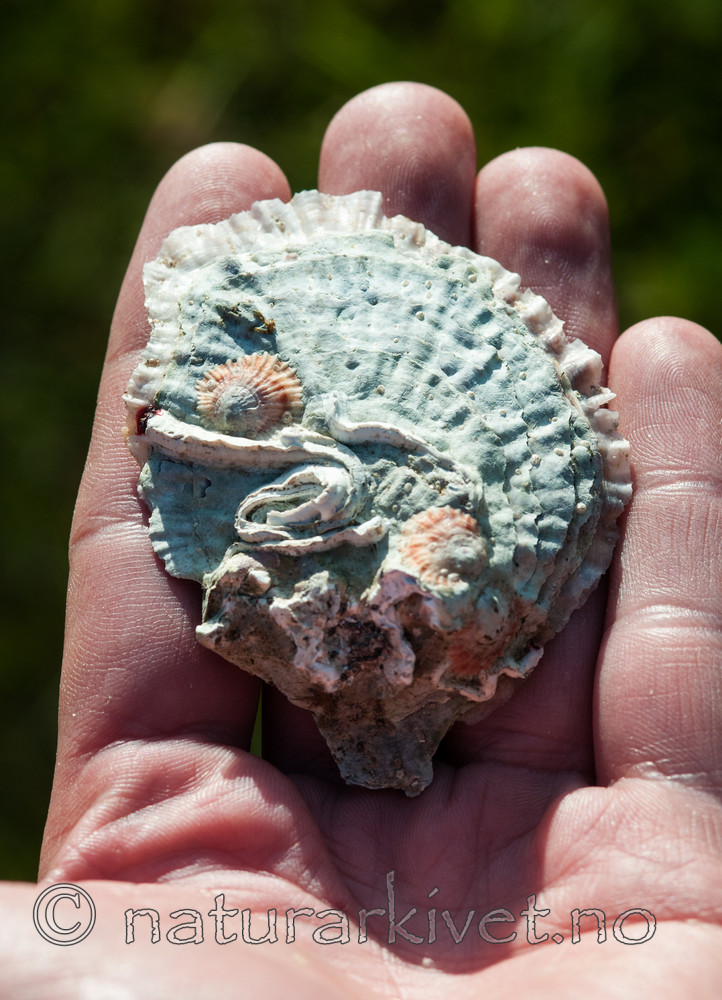 BB 11 0394 / Ostrea edulis / østers
