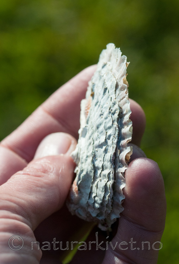 BB 11 0395 / Ostrea edulis / østers