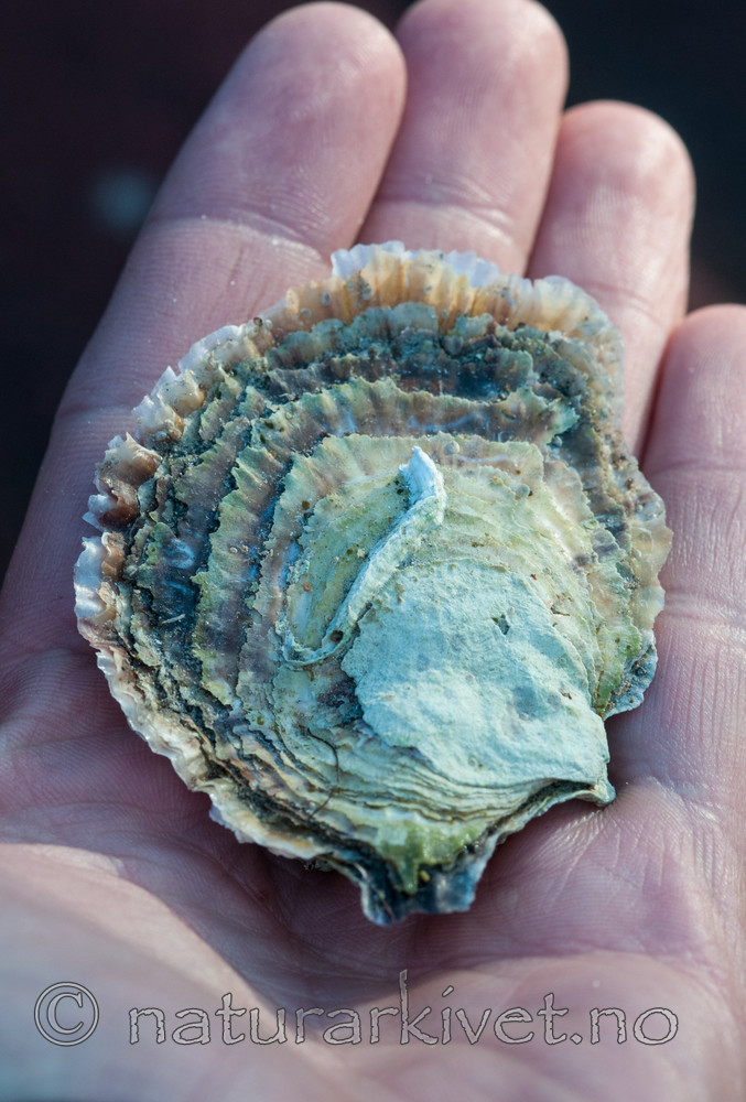 BB 11 0396 / Ostrea edulis / østers