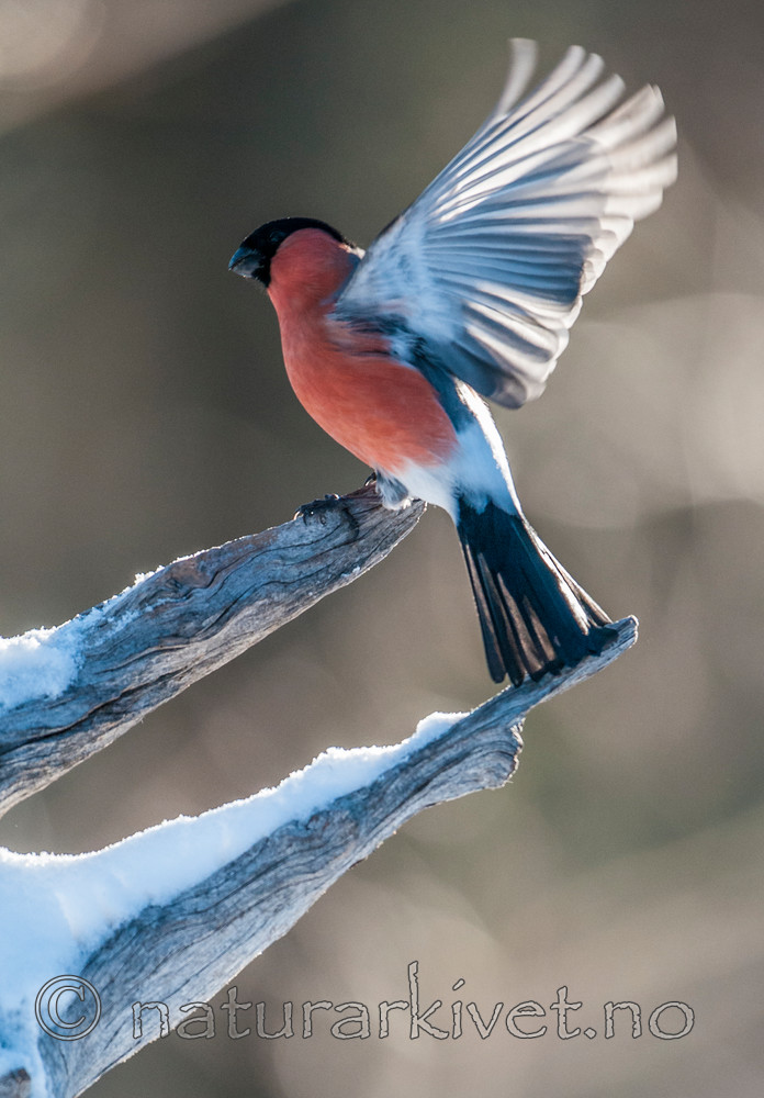 BB 11 0403 / Pyrrhula pyrrhula / Dompap