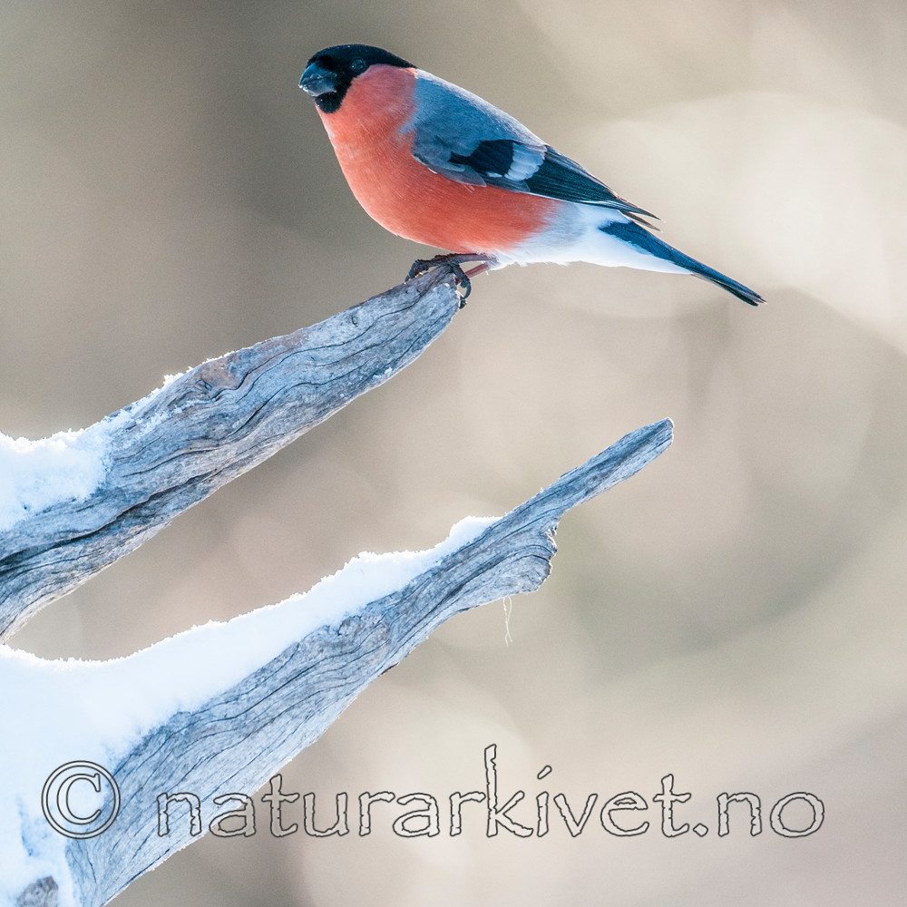 BB 11 0404 / Pyrrhula pyrrhula / Dompap