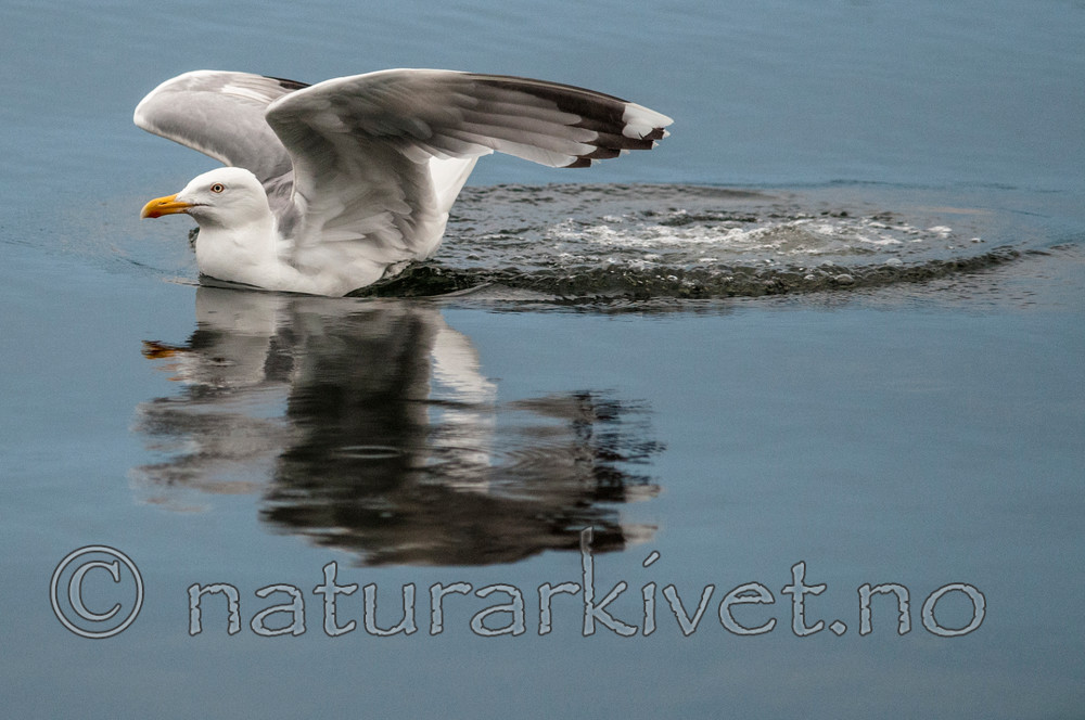 BB 11 0416 / Larus argentatus / Gråmåke