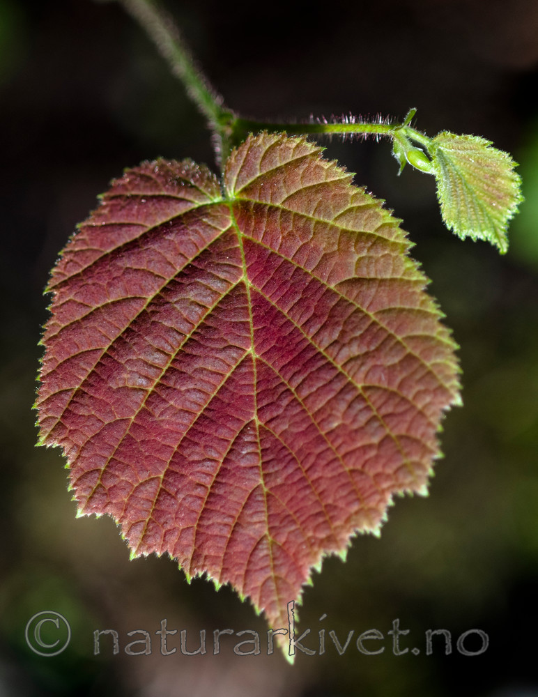 BB 11 0417 / Corylus avellana / Hassel