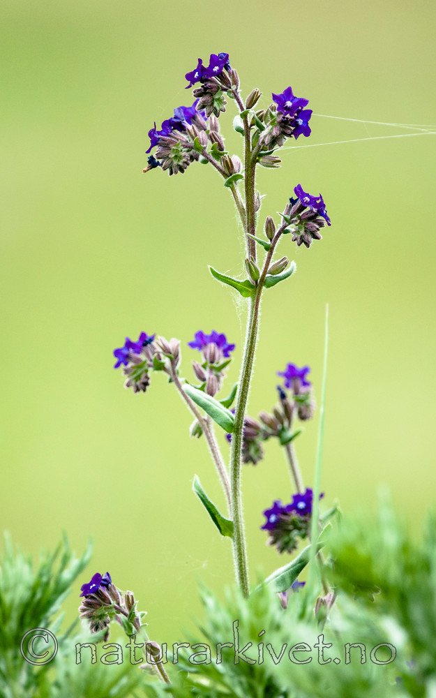 BB 11 0418 / Anchusa officinalis / Oksetunge