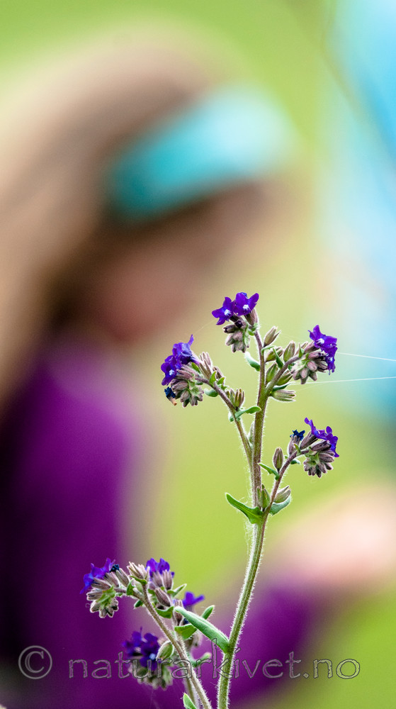BB 11 0419 / Anchusa officinalis / Oksetunge