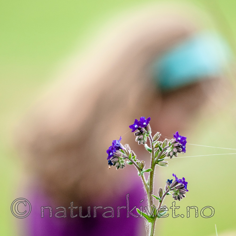 BB 11 0420 / Anchusa officinalis / Oksetunge