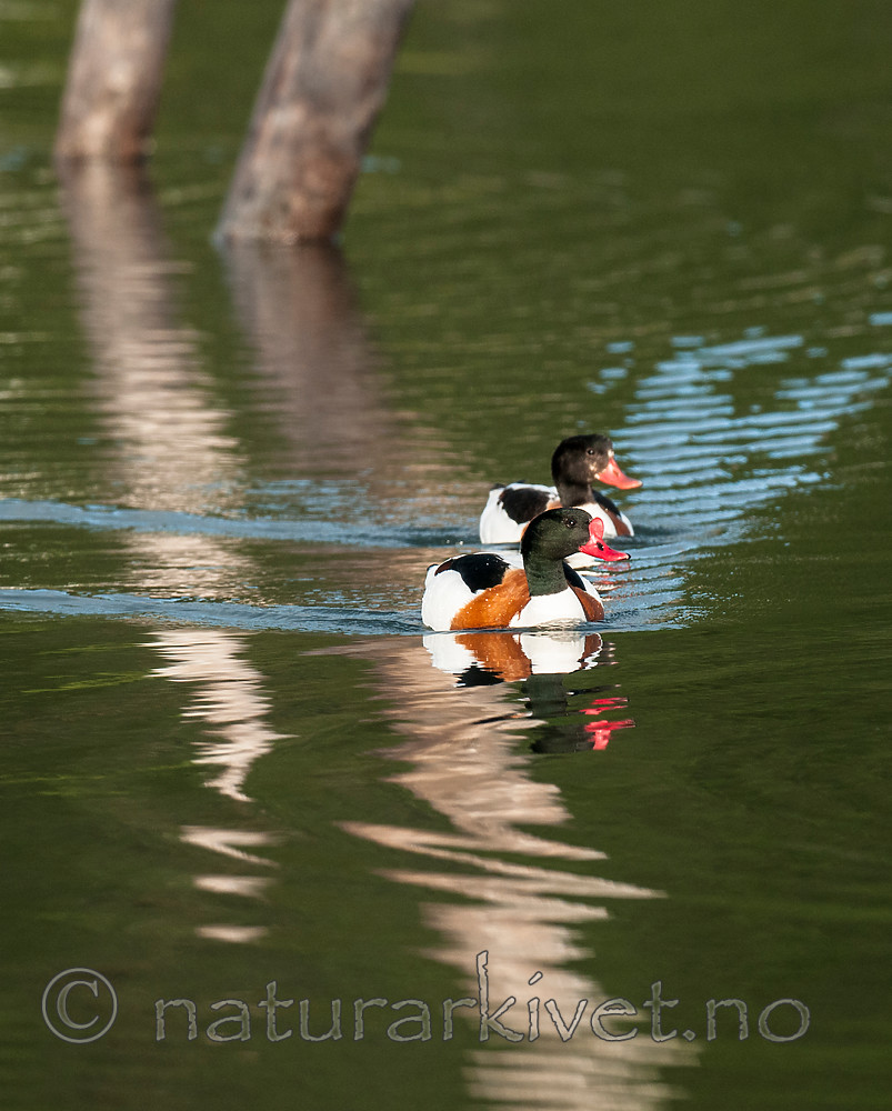 BB 11 0423 / Tadorna tadorna / Gravand