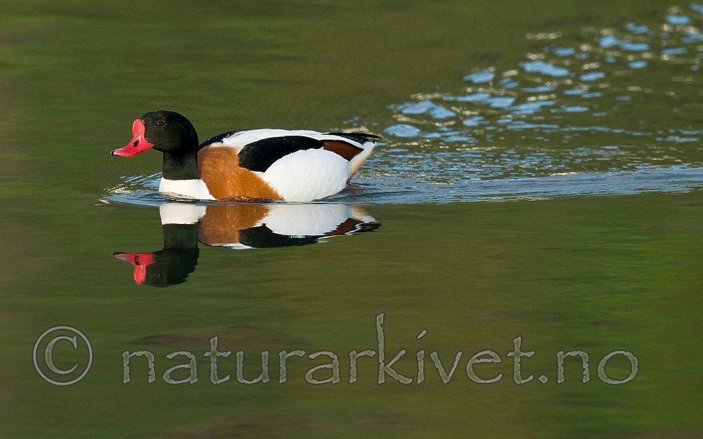 BB 11 0424 / Tadorna tadorna / Gravand