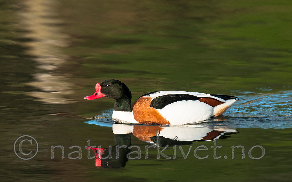 BB 11 0426 / Tadorna tadorna / Gravand