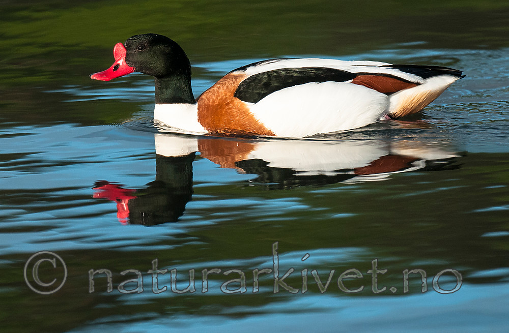 BB 11 0428 / Tadorna tadorna / Gravand