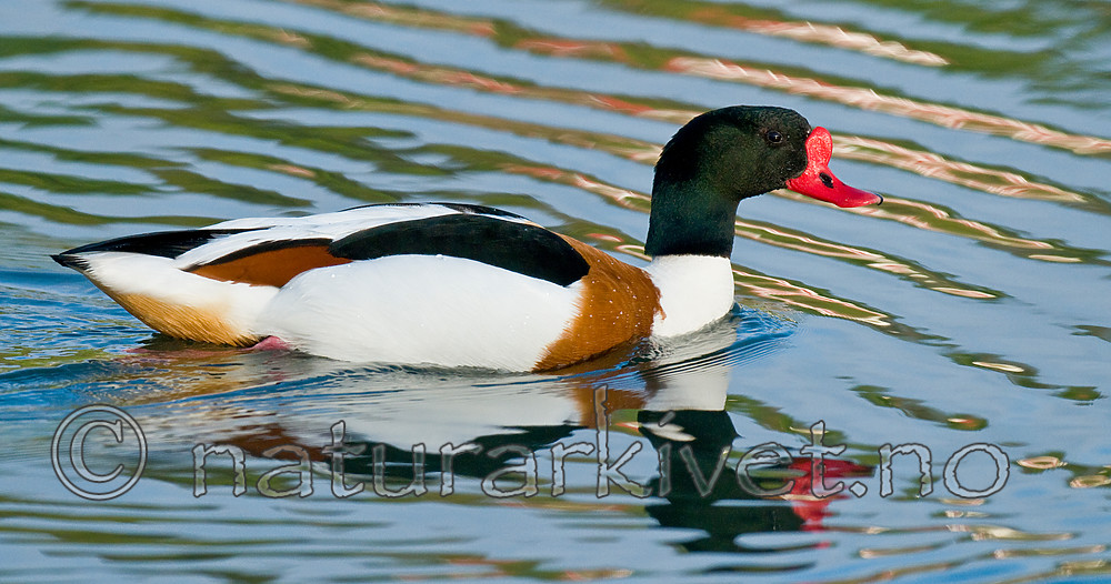 BB 11 0431 / Tadorna tadorna / Gravand