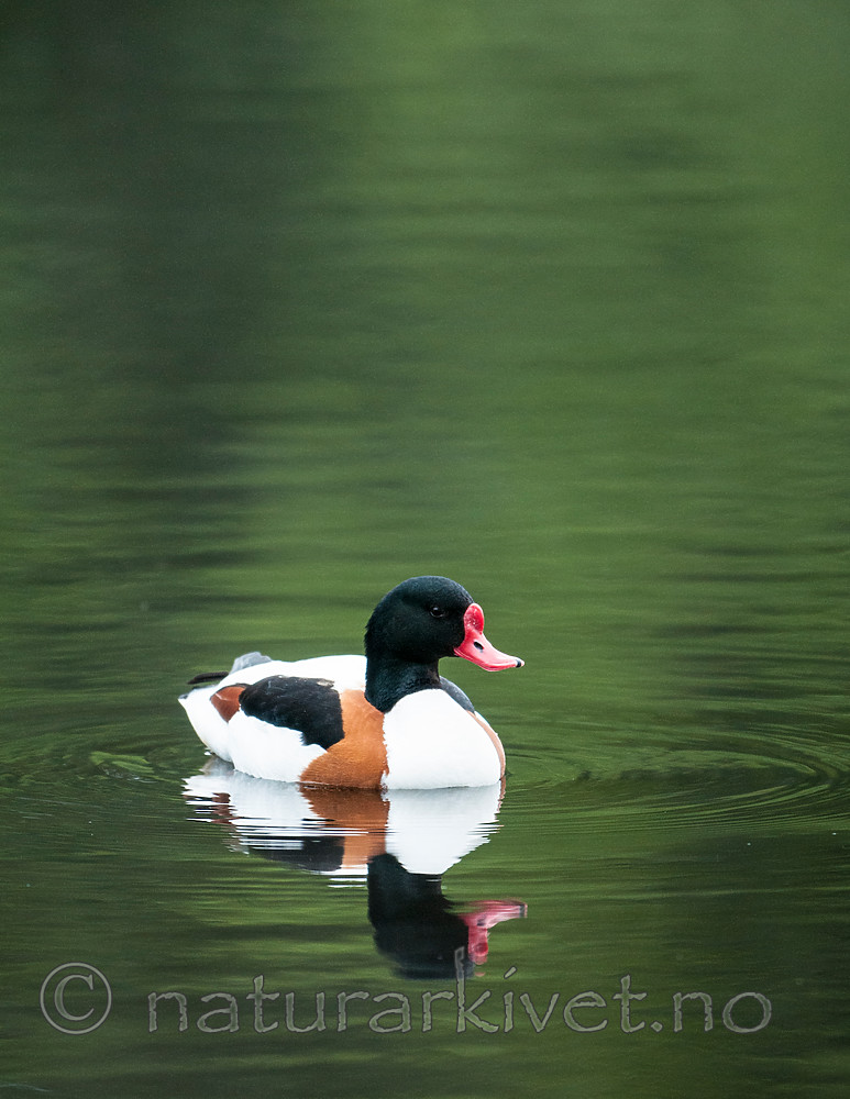 BB 11 0434 / Tadorna tadorna / Gravand