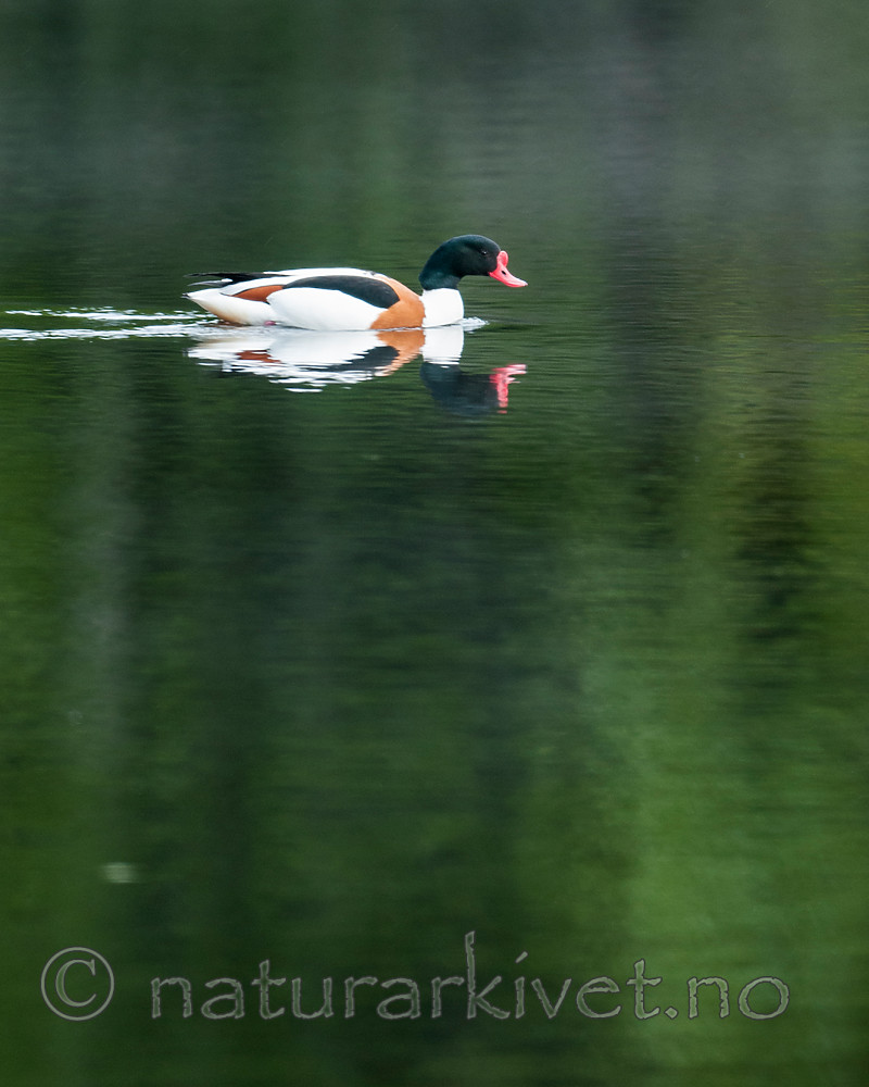 BB 11 0440 / Tadorna tadorna / Gravand