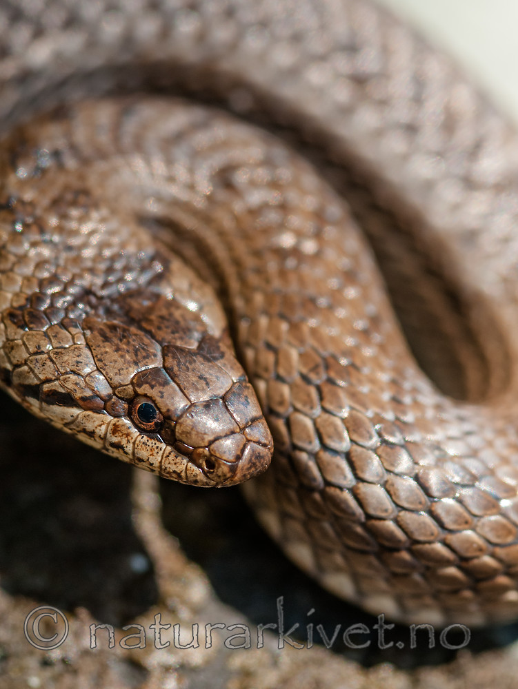 BB 11 0447 / Coronella austriaca / Slettsnok